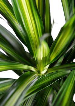 RIKKI PLANT